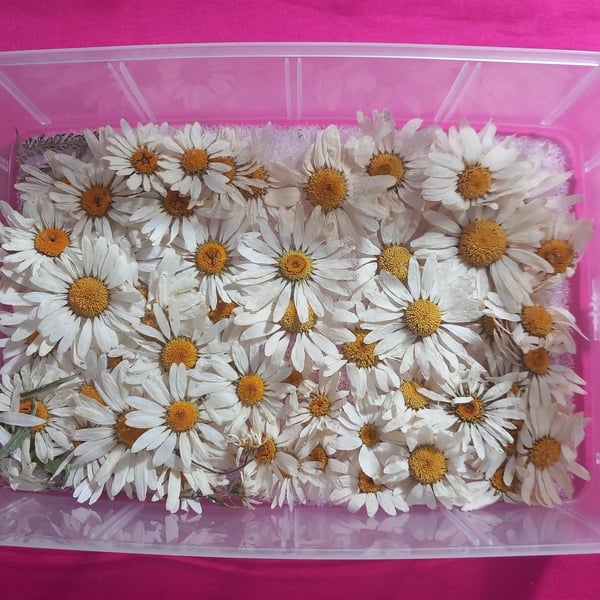 Dried Daisy Flowers large size,Dried natural wild Daisies, 4 large Flowers for c