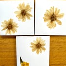 Pack of 3 greeting cards made with real pressed flowers found near home in Essex
