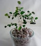  Chrome Diopside Gemstone Tree. - Image 1