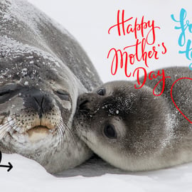 Happy Mother's Day Seal & Pup Card A5