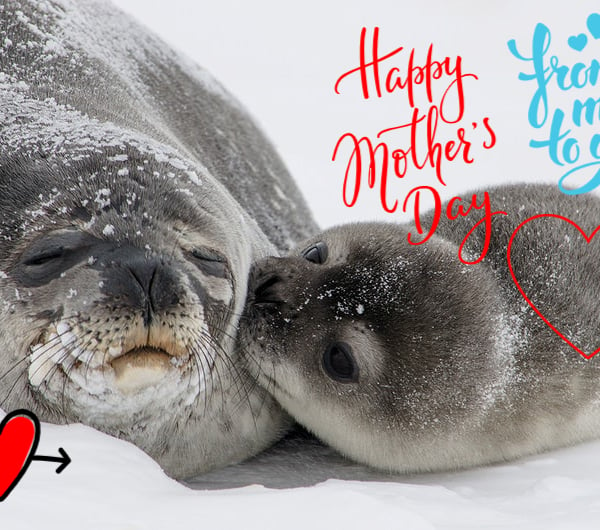 Happy Mother's Day Seal & Pup Card A5