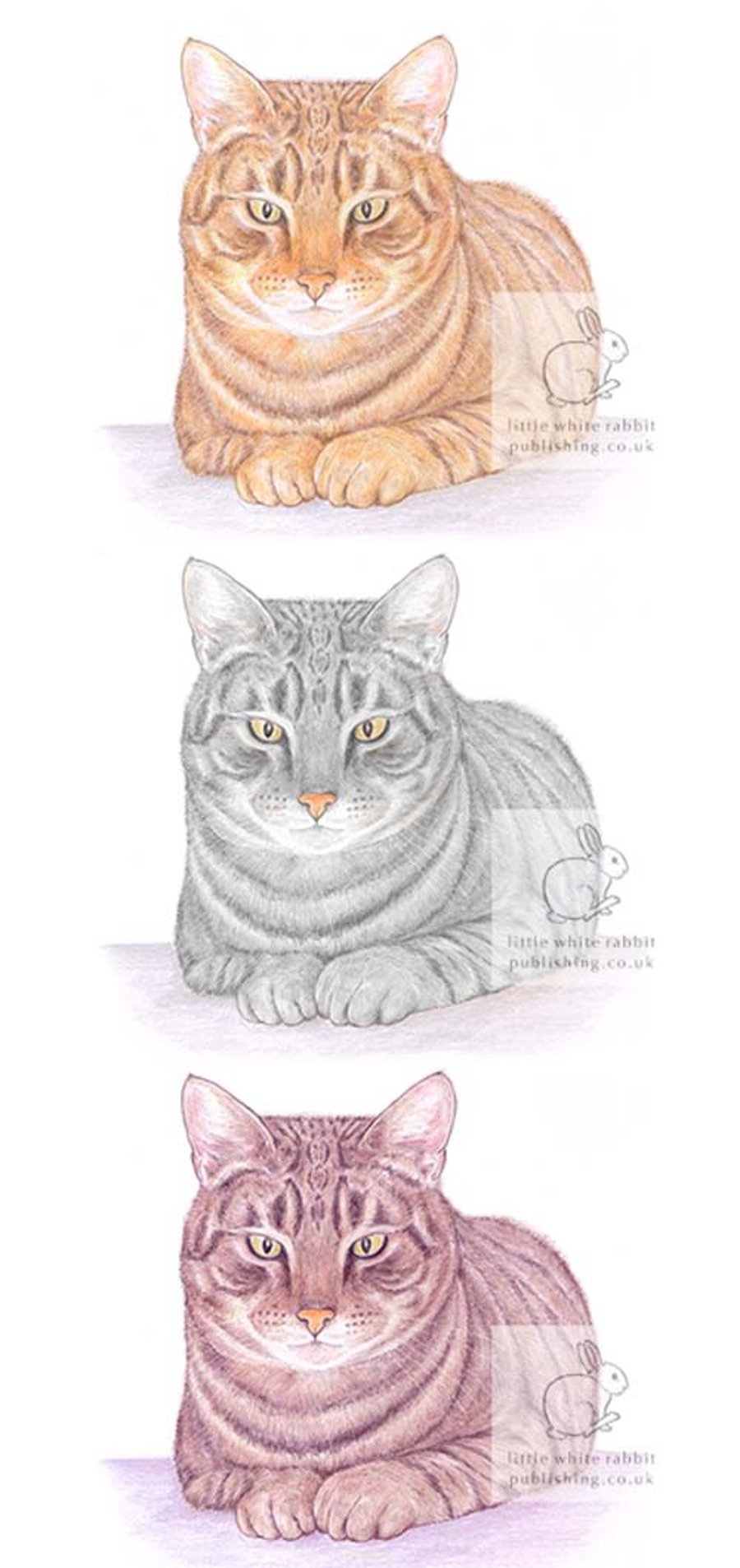 Three Cats -  Blank Card