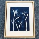 Original Cyanotype Photogram, of pressed Iris flowers.