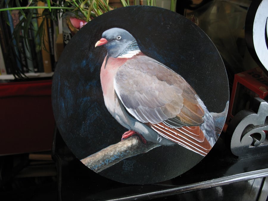 Round Wood Pigeon oil painting on panel 