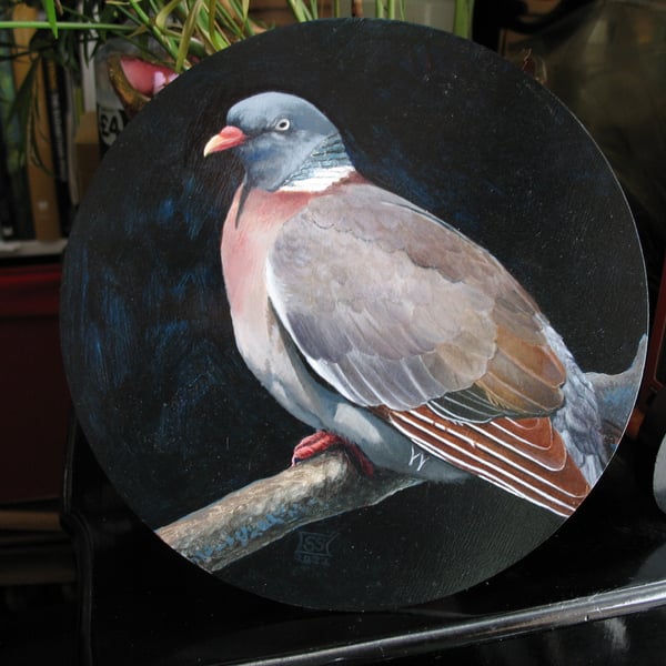 Round Wood Pigeon oil painting on panel 