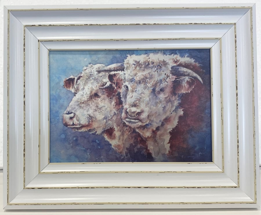 Herefords. Framed Special Edition Canvas Print 