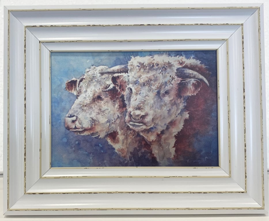 Herefords. Framed Special Edition Canvas Print 