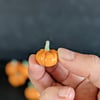 Mini Pumpkins