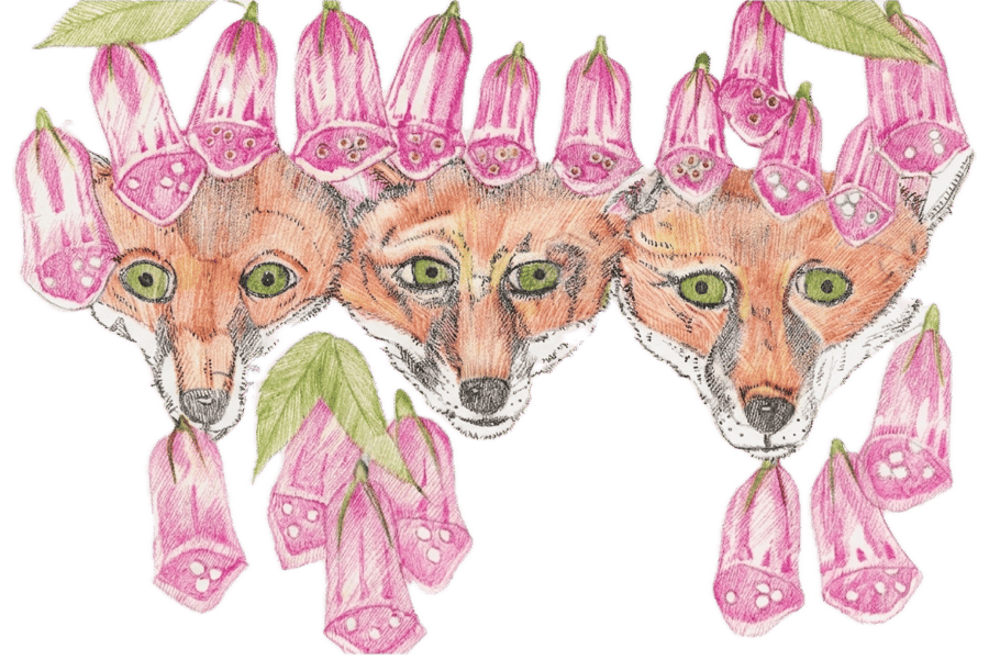 Foxes in the foxgloves