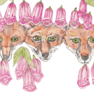 Foxes in the foxgloves