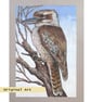 Kookaburra bird artwork, original drawing, wildlife artwork