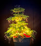 SQUIGGLETS mini Red Squirrel HANGING CHRISTMAS DECORATIONS pack of 3. - Image 5
