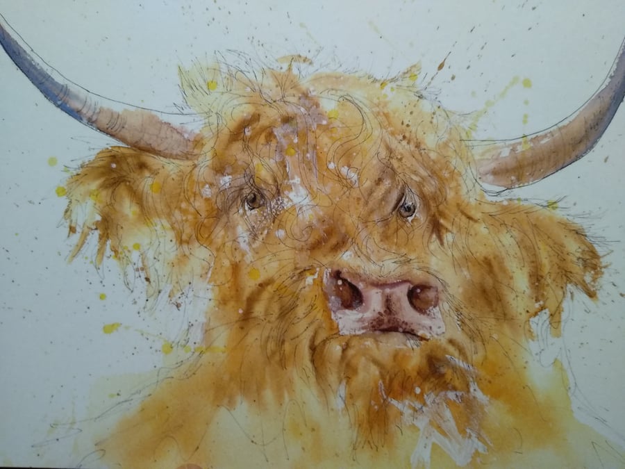 A4 or A3 signed Art Print, Highland Cow 2