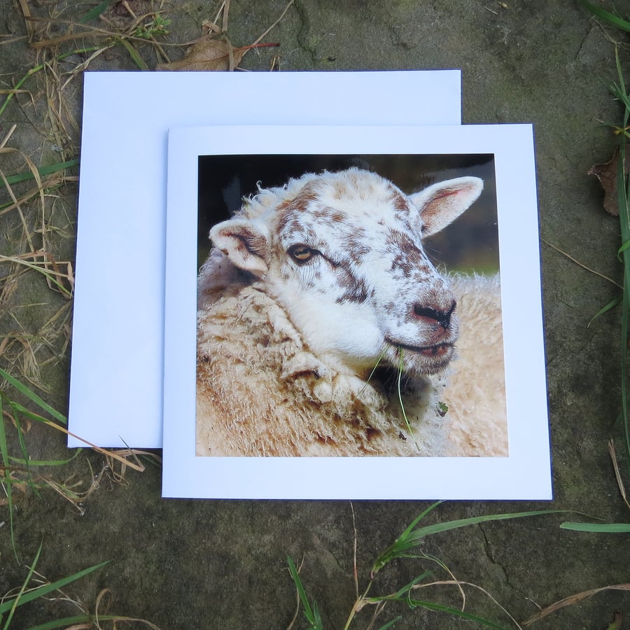 Sheep.  A card featuring an original photograph.  Blank for your own message.