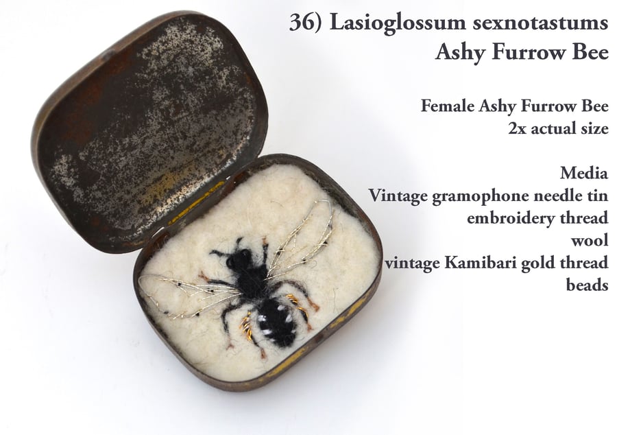 36b - Lassioglossum sexnotastums - Female Ashy Furrow Bee - FIFTY BEES 1