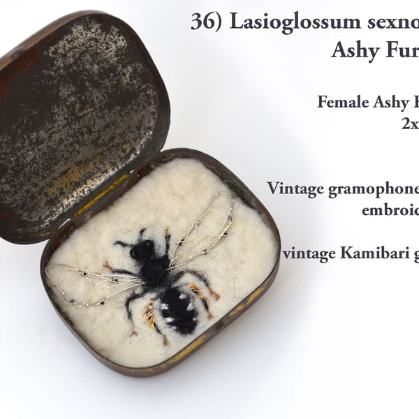 36b - Lassioglossum sexnotastums - Female Ashy Furrow Bee - FIFTY BEES 1