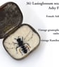 36b - Lassioglossum sexnotastums - Female Ashy Furrow Bee - FIFTY BEES 1 - Image 1