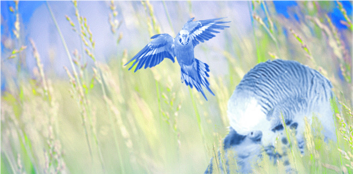 Sweetpea Pet Memorials