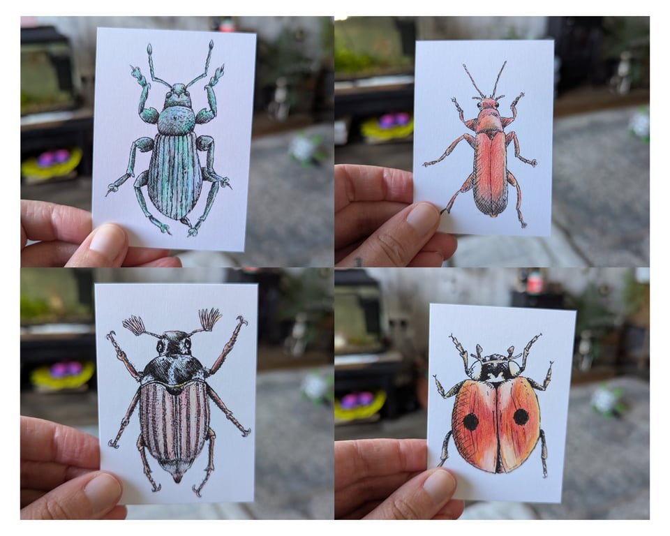 Set of 9 Insect ACEO Illustrations 