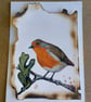 'Aqua Damnatis' Robin Painting 
