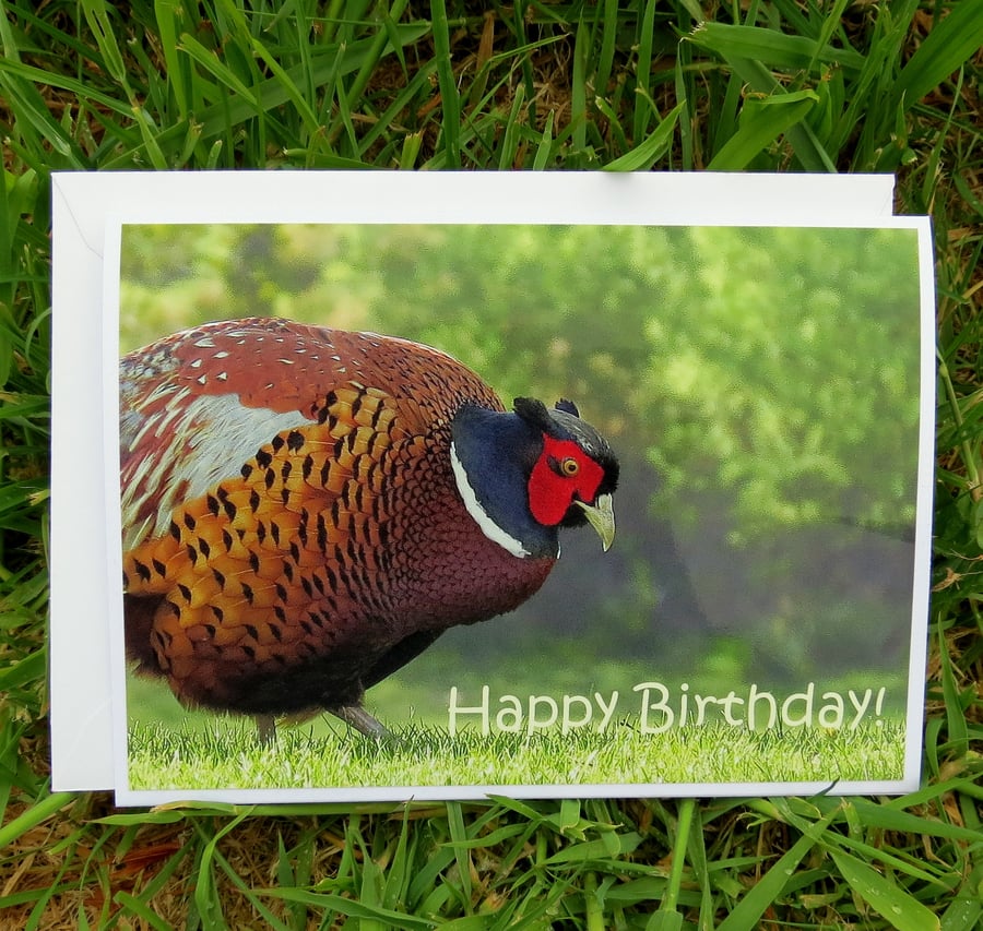 Happy Birthday!  A card featuring an original photograph.  Pheasant Card.