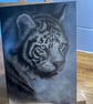 5x7 inch White Tiger Card