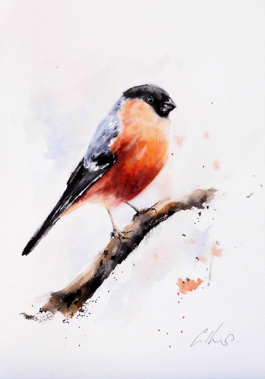 A Bullfinch, Professional Giclée Print.