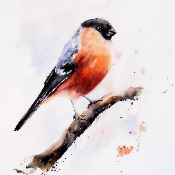 A Bullfinch, Professional Giclée Print.