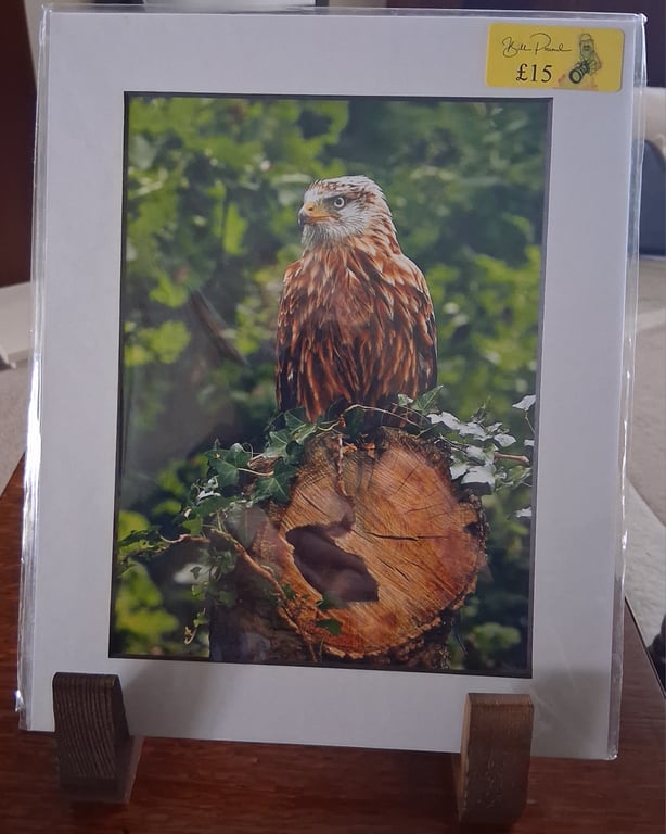 RED KITE MOUNTED PHOTO