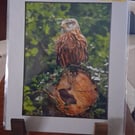 RED KITE MOUNTED PHOTO