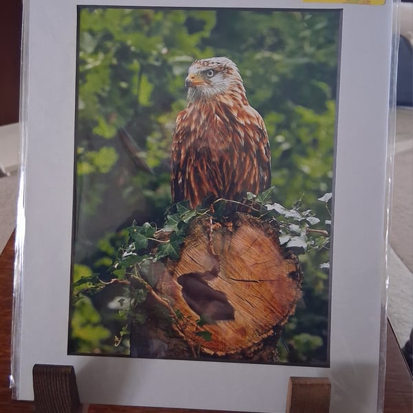 RED KITE MOUNTED PHOTO