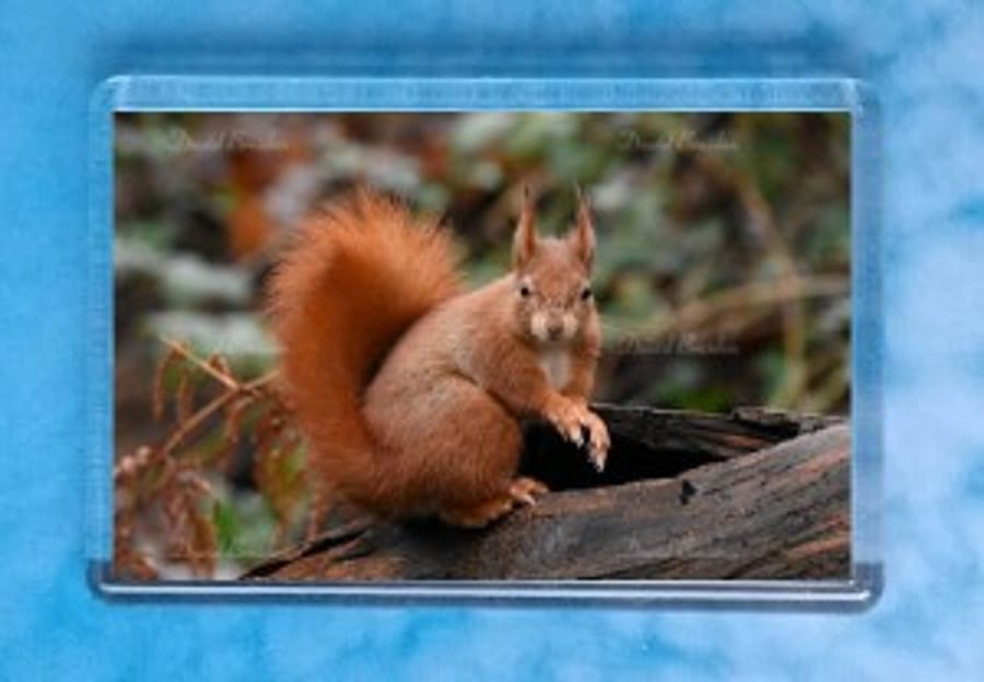Red Squirrel 7 magnet