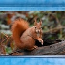 Red Squirrel 7 magnet