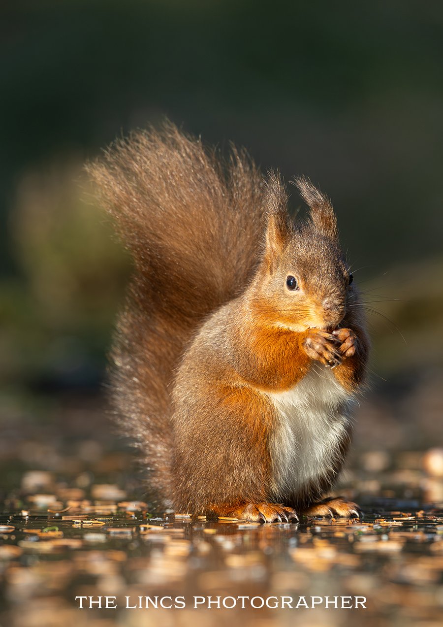 Red Squirrel print (Limited edition of 10)