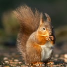 Red Squirrel print (Limited edition of 10)