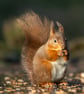 Red Squirrel print (Limited edition of 10)