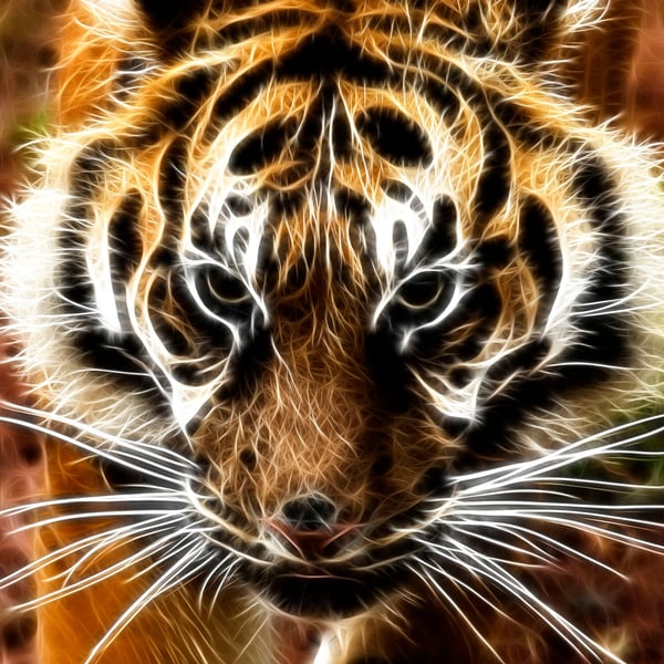 An Amur tiger looking straight at you - Yikes!