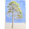 Tree in Summer foliage - Original drawing, tree artwork