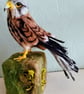 Needle felted male kestrel perked on stump - Image 3