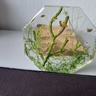 Handmade Octagon Resin Coaster – Submerged Branch, Green Botanical Scene 