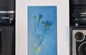 Cyanotypes