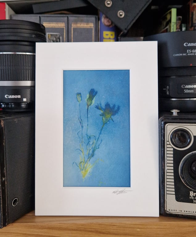 Spring Blooms, Cyanotype Photo coloured with art inks