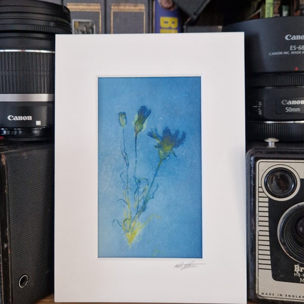 Spring Blooms, Cyanotype Photo coloured with art inks