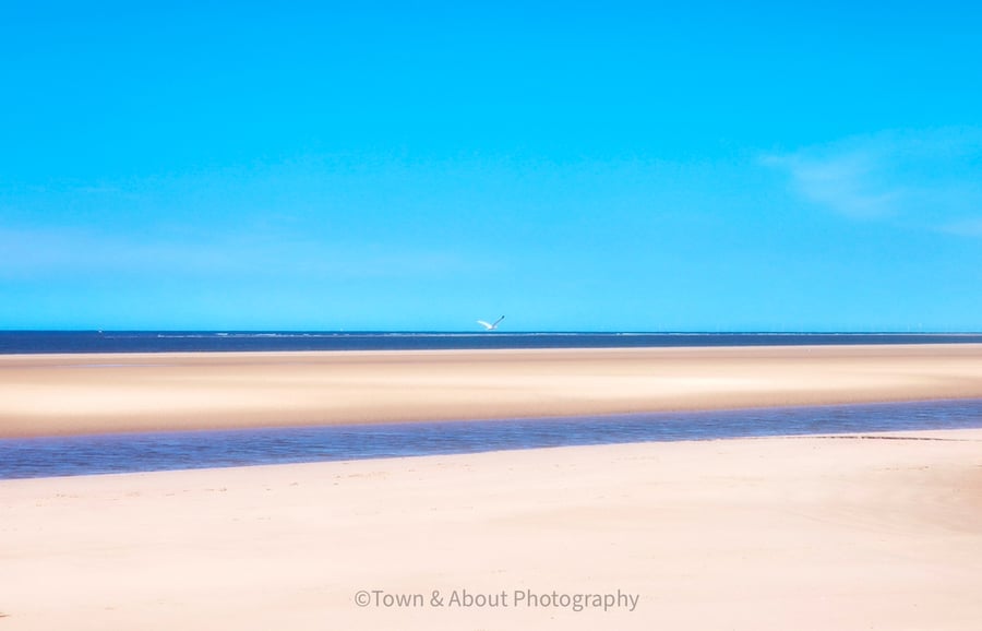 Lone Seagul at Holkham Beach, Norfolk