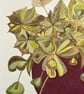 Art plant original gouache painting  - Image 3