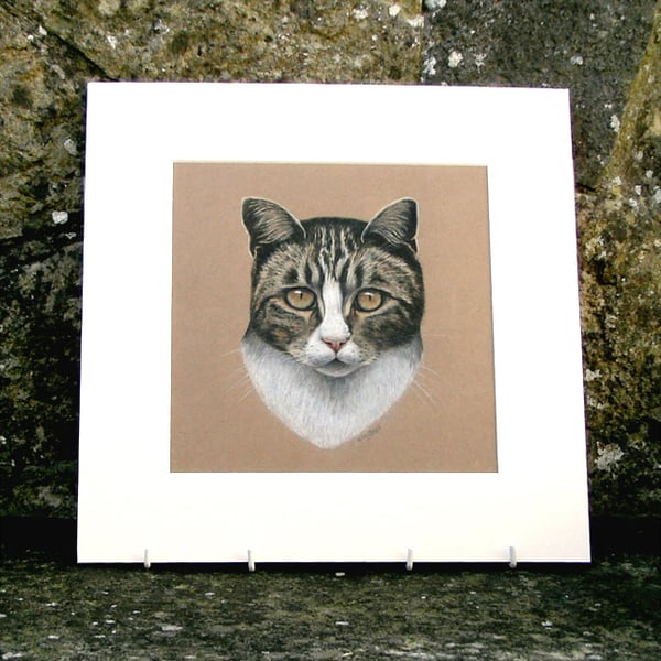 Tabby Cat Original Coloured Pencil Drawing