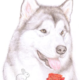 Hugo the Alaskan Malamute - Valentine Card