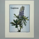 Lupin - Original Linocut Print