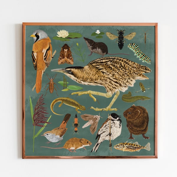 Reedbed illustration, Bird print, Nature poster, natural history, UK wildlife