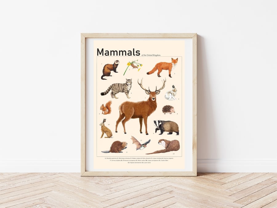 Mammals of the UK Illustrated Scientific Art Print